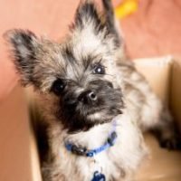 344604-340x227-cairn-terrier-puppy-1196516240