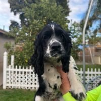 559cockerspaniels_314291013_862078638480991_6612122128229840846_n.jpg
