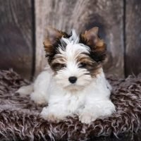 Biewer-Yorkie_Vera-Zinkova_Shutt