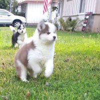 alaskan_malamute_puppies__1760005466_3739519347812253301_76997343926