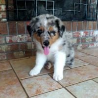 australianshepherdpuppies__302201056_385575627073154_7601913579397439363_n.jpg