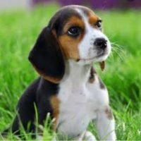 beagle.puppies_11311083_702371926563227_519829106_n.jpg