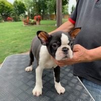 bostonterrierpuppiesforsale_1577642391_2209746994348197607_11215005147