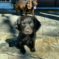 boykinspanielpuppiesfor_327925209_686051376583711_9029044831078964706_n.jpg