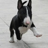bullterrierpuppies_1427374595_949209359209470876_1793057565