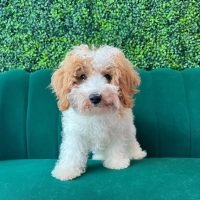 cavachonpuppiesforadoption_333191558_1245210199416140_5931265339943950618_n.jpg