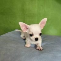 chihuahua_puppies__286781350_1070639380512153_3575022276022661138_n.jpg