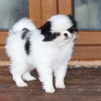 chinpups_324543617_160048323075187_3768790952227973888_n.jpg