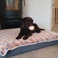 chocolate_labrador_pup_1620031785_2565335008819976246_26301249966