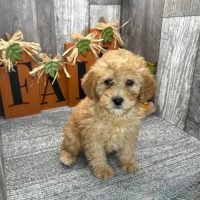 cockapoo_puppies_for_adoption_402484308_1595040080902326_8410334833203724926_n.jpg