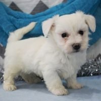 cotondetulearpuppiesforsale_120137431_146288330506707_690244506711348625_n.jpg