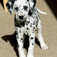 dalmatian_puppies_lover_1489972269_1474316711553272735_4723879477
