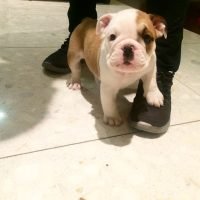 englishbulldogpuppies4sale_1429053364_963291901663298173_1836477479