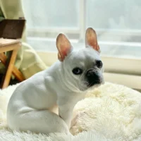 frenchbull_puppies_foradoption_1713218639_3347042996917098234_61097528204
