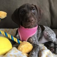 german.shorthaired_pointer_21909591_1403564466429985_1209569086699208704_n.jpg