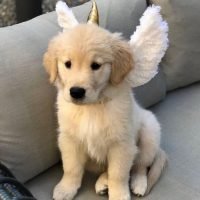 _goldenretrieverforsale__1590345365_2316307264255730346_6442789497