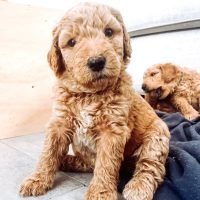 groodle.puppies_brisbane_1717470027_3382706223031508876_66690812561