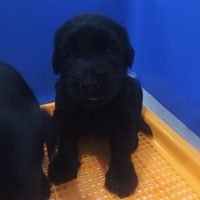 gs_puppies_22430435_318534178612459_1824184773682135040_n.jpg