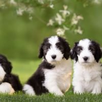 heartdog_photography_448221755_978756260661559_7816169209386652346_n.jpg