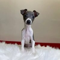 italian_greyhound_kennel_352586029_802536071533705_1419114733673946485_n.jpg