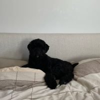 jerrythebouvier_448335538_7538435982950424_2236459932167450354_n-scaled.jpg