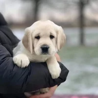 labrador_retriever_forsale_1655158142_2859996248305540040_53452788236