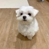 maltese_puppies_for_adoption_2_1674661766_3023604500155797039_58083945414