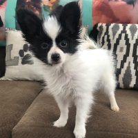 papillonpuppiesusa_329767988_523186093248224_3979745432544851150_n.jpg