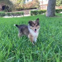 puppies_loveoficial_119789861_252605112642256_3271717470685878638_n.jpg