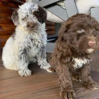 pwdpuppiesforsale_324248737_572503774288110_8174080234361952541_n.jpg