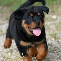 rottweiler_puppies22_1755360087_3700551086779800550_50654236303