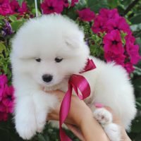 samoyed_puppies_1565842533_2110762617497903756_1911715282