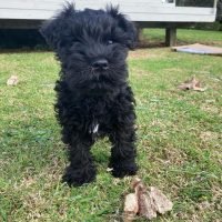 shalmar_schnauzers_330371531_617877779827781_1647394940108143659_n.jpg