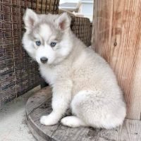 siberianhusky0253_159139266_802221920643364_790733001835597844_n.jpg