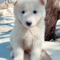 swissshepherd.dog_437106096_414389907710826_3132975533184510522_n.jpg