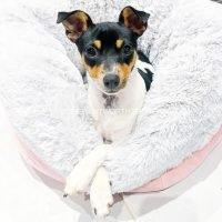 thewentworthterriers_447773125_456254087361766_2488464909408748321_n.jpg