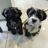 tibetanterrierpuppies_49726620_1982353218727292_2054013662145758615_n.jpg
