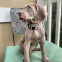 weimaraner_puppies__san_diego_272116571_143633604718153_3091068597032214394_n.jpg