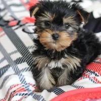 yorkie_puppies_for_adoption_2_1729194537_3481058540514551252_60273629710