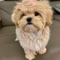 yorkiepuppies09_394922821_865555231518572_6707298444156179824_n.jpg